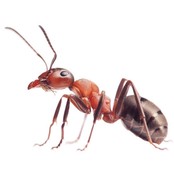 Ants - Featured Image