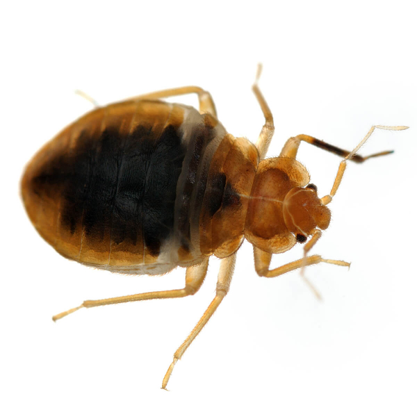 Bed Bugs - Featured Image