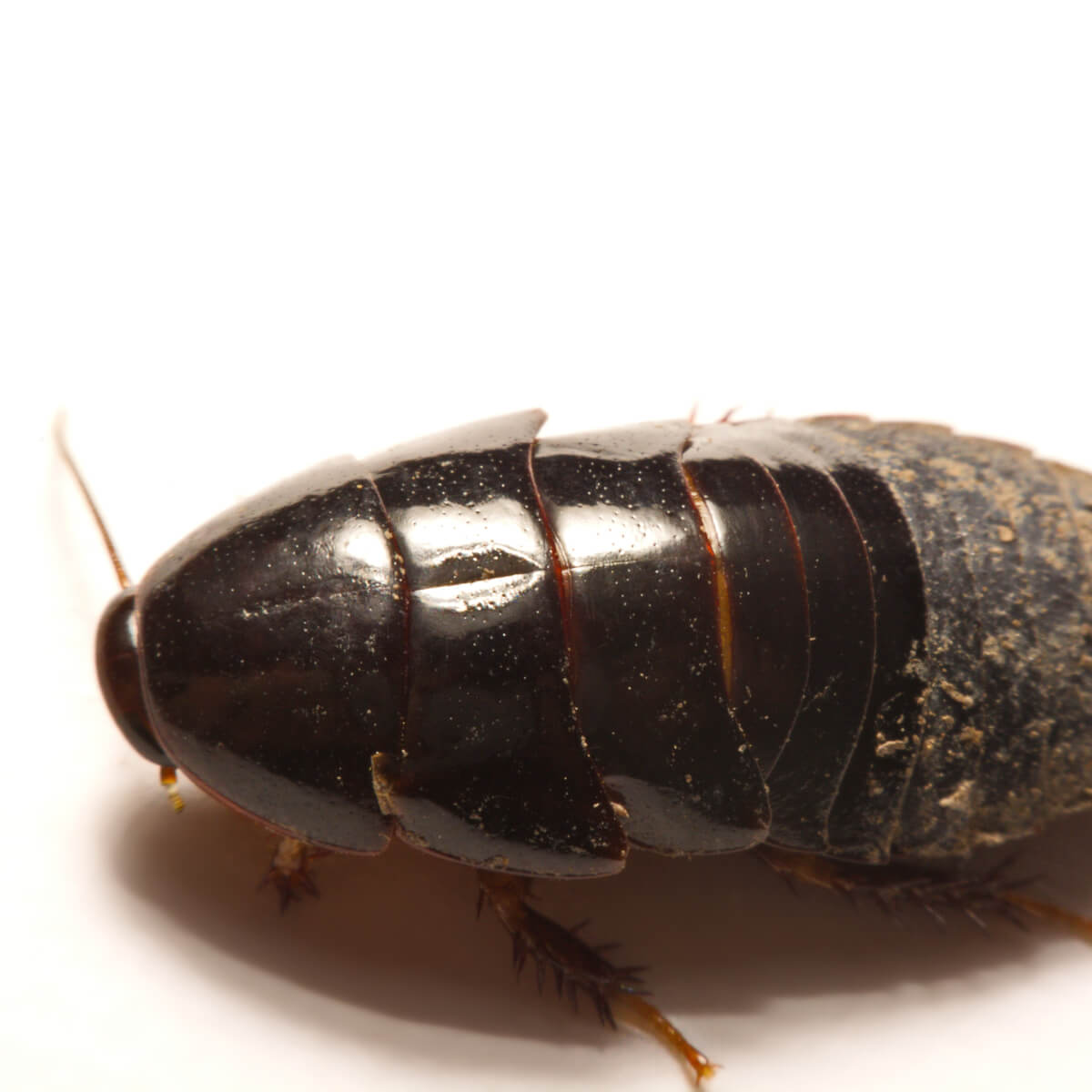 Everything You Need to Know About Cockroaches in Australia | FPC