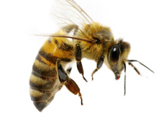 Bees: the What, the Where, and the How | Fantastic Pest  