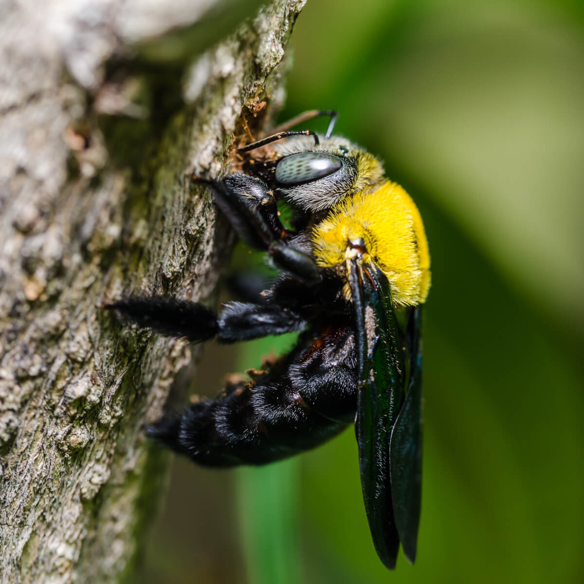 What's the Difference in Carpenter Bees and Bumble Bees?