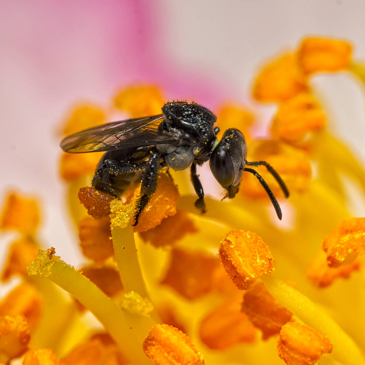 Bees in Australia Types, Signs of Infestation & More Fantastic Pest