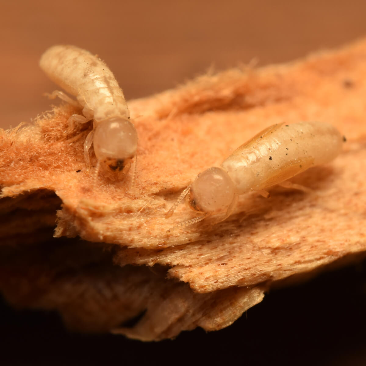 Drywood termites Drywood termites