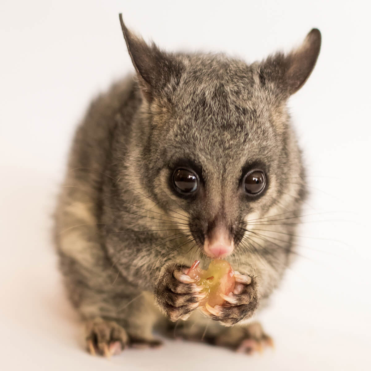 Australian Possum