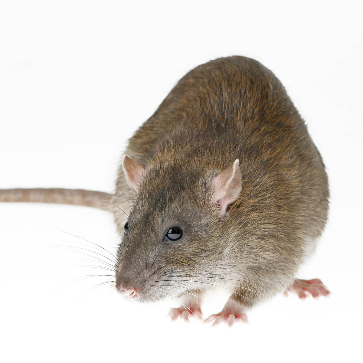 How To Get Rid Of Mice, Rats And Other Rodents – Forbes, 49% OFF