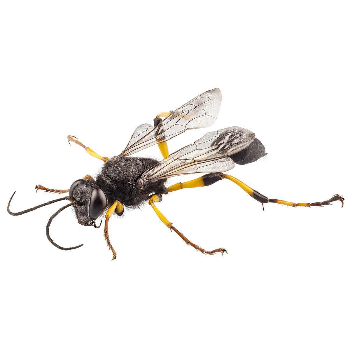 Wasps - Featured Image