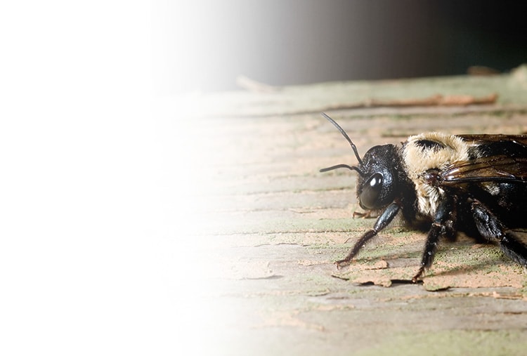 Bee nest removal and control