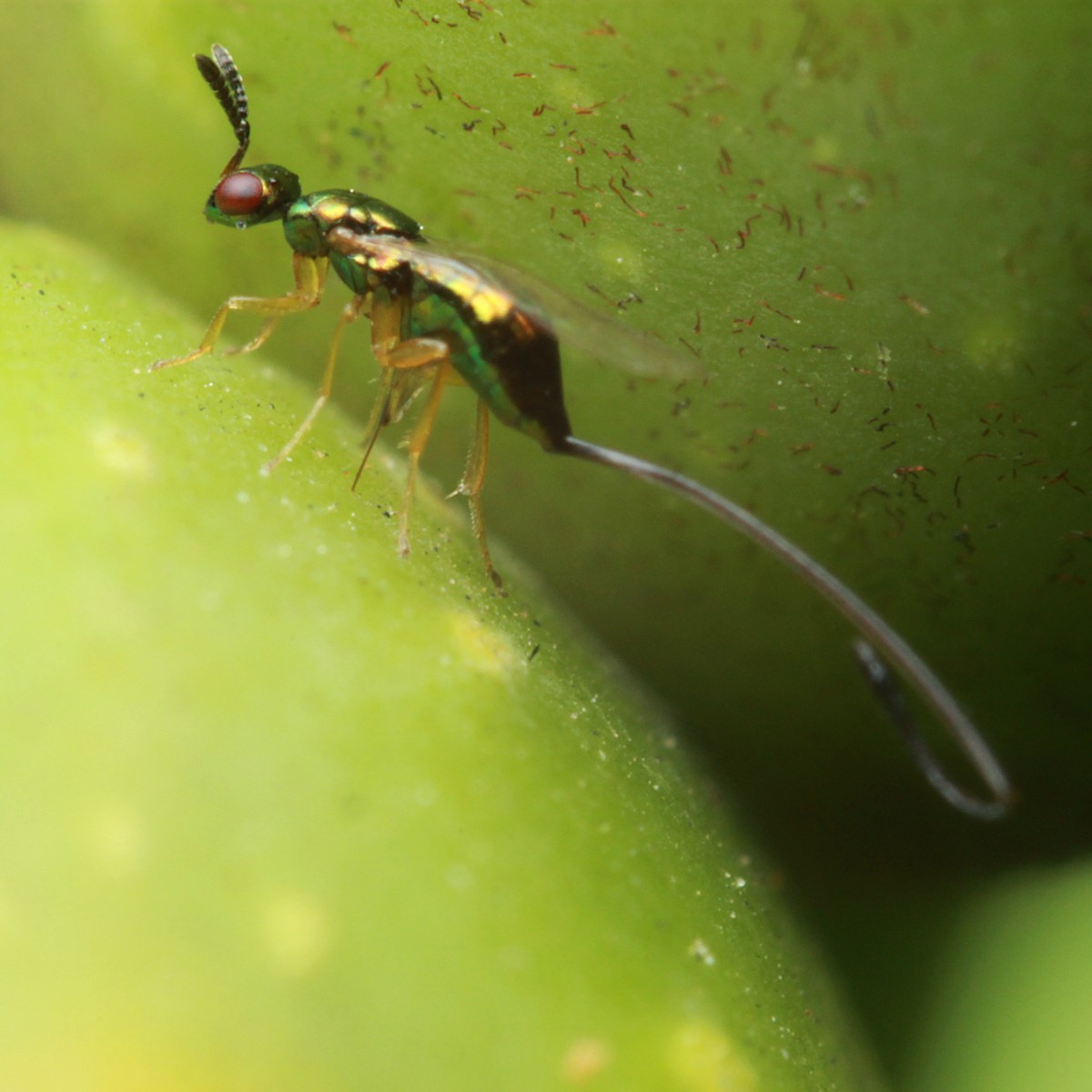 Fig Wasp Fig Wasp