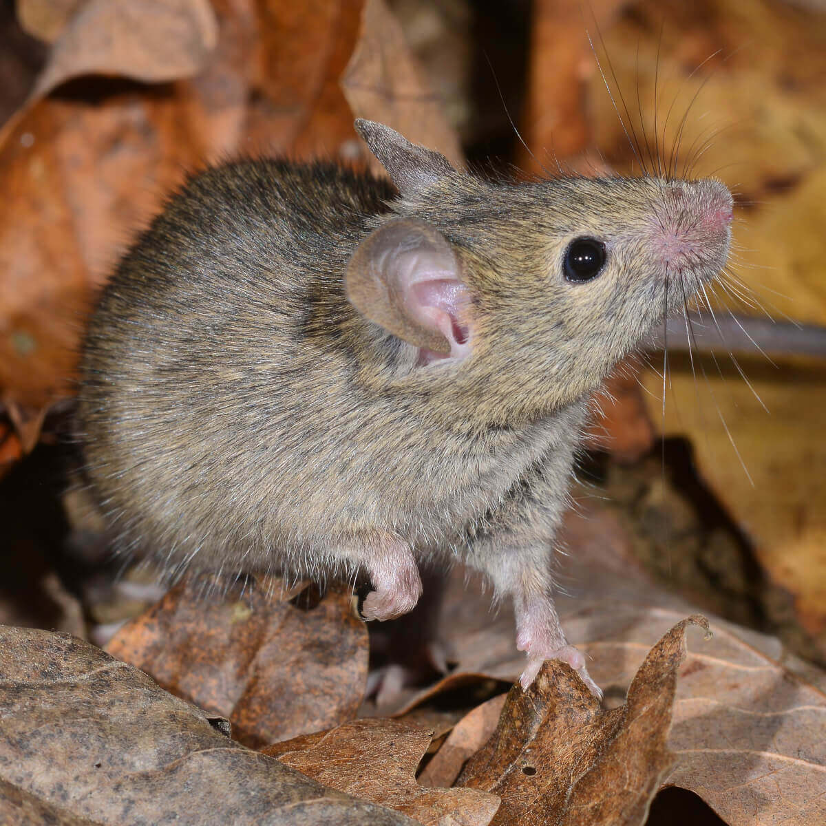 Australian House Mouse Identification Characteristics More