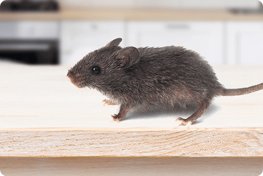 Bit mouse. Mouse to Cut выражение. Do rats Live in pairs. What are the main signs of Mice Infestation?.