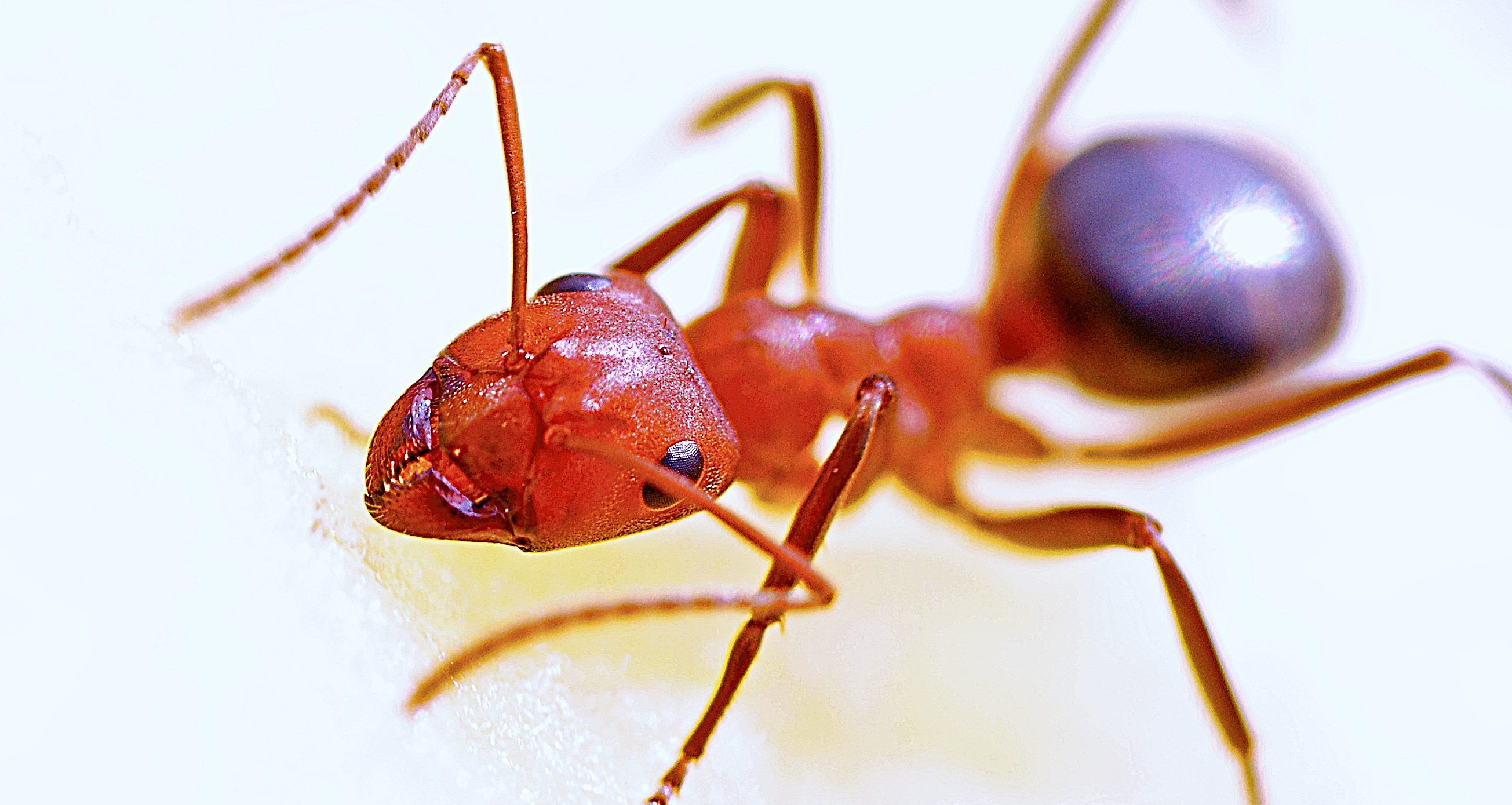 Outstanding Ant Control in Sydney Fantastic Pest Control