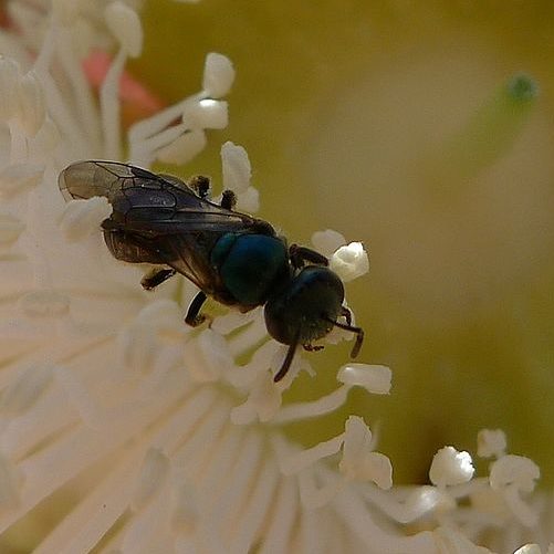 Homalictus Bee Homalictus Bee