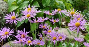 Cut-leaf Daisy