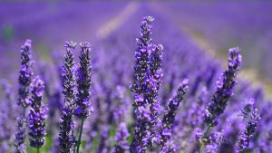 Lavender