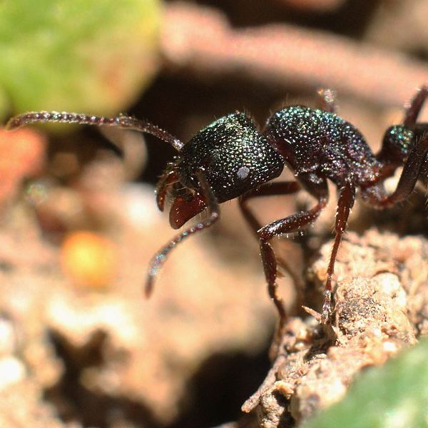 Australian Ants: Species, Behaviour, and Prevention | FPC