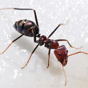 Meat ant