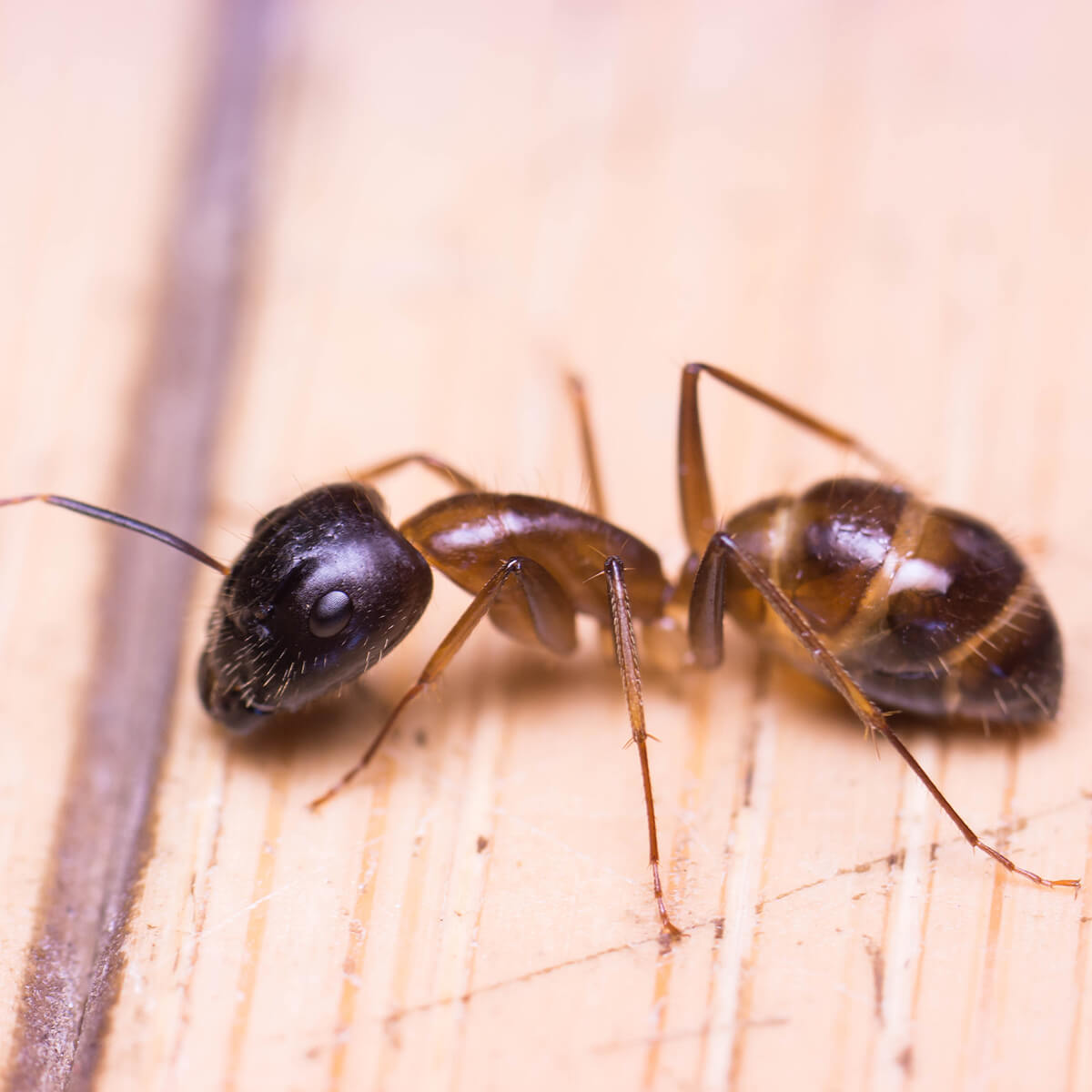 Banded Sugar Ant - Featured Image