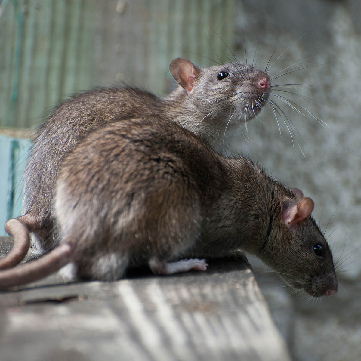 Brown Rat - Featured Image