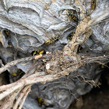 European Wasp Nest