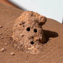 Mud-dauber Wasp Nesting