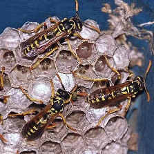 Wasp Nest Identification Guide | Fantastic Pest Control Australia