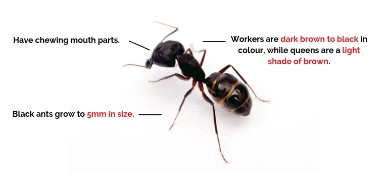 How to Get Rid of Black House Ants in Australia - Lyfecycle, Facts, Habbits