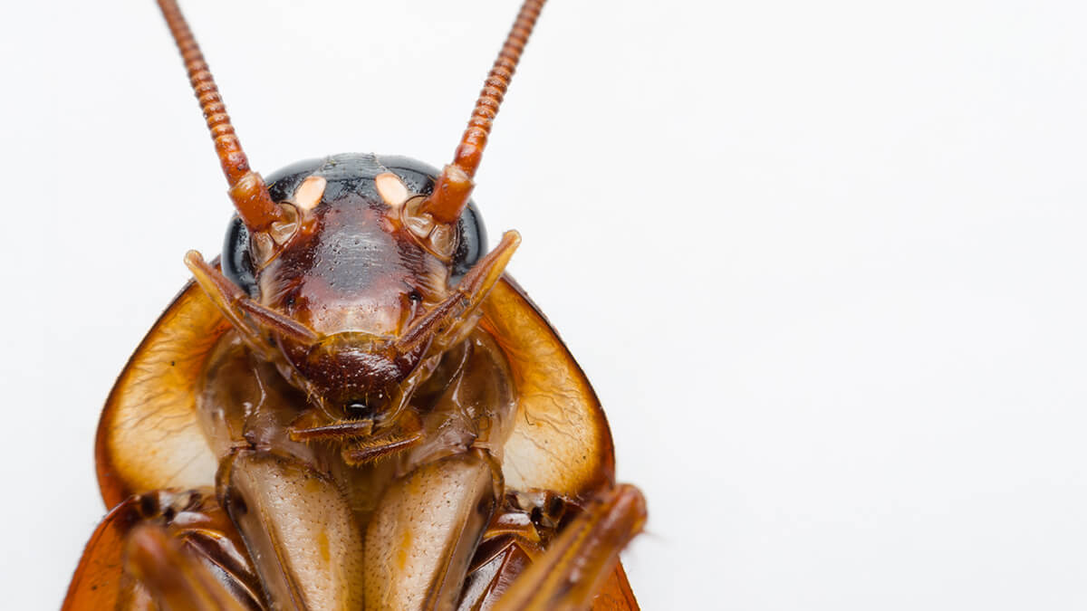 Cockroach of Australia