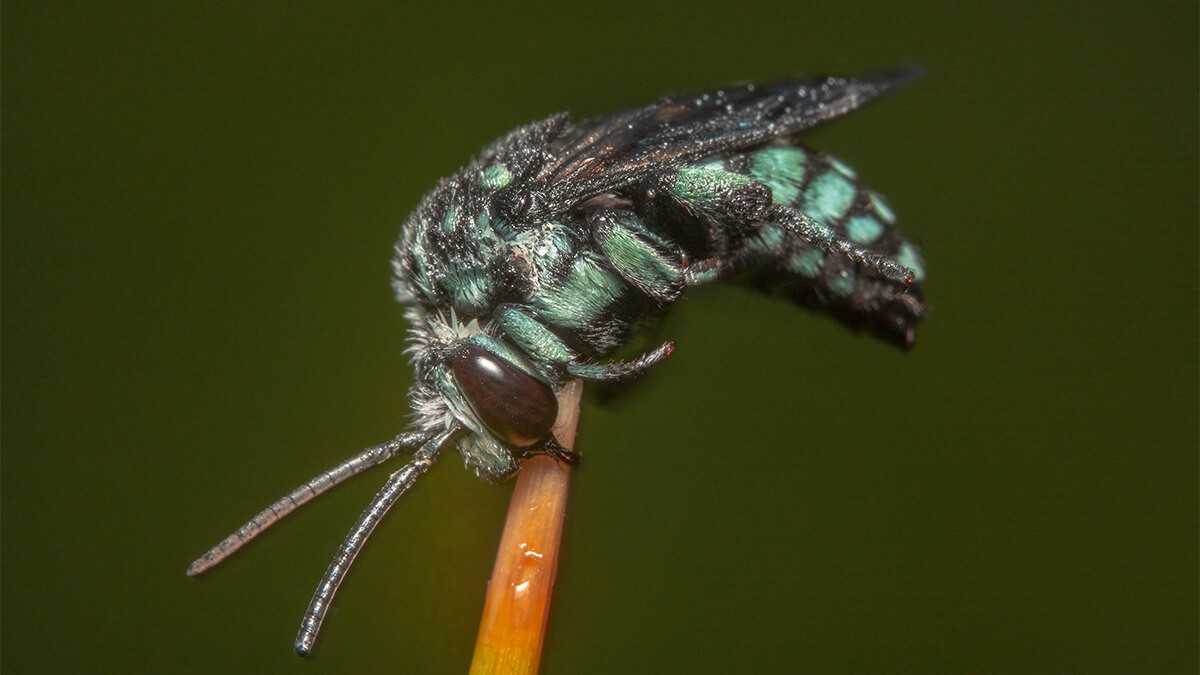 Cuckoo Bee