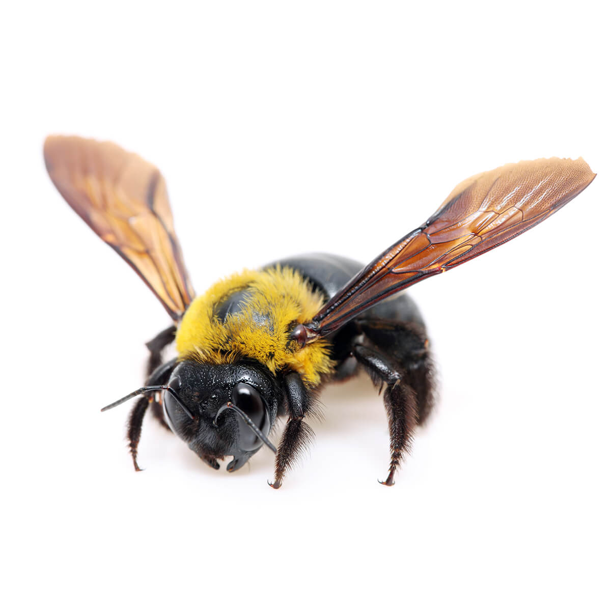 Bee