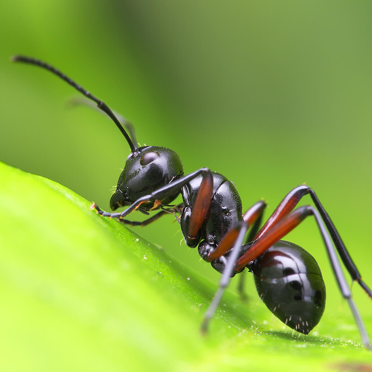 Black house ant