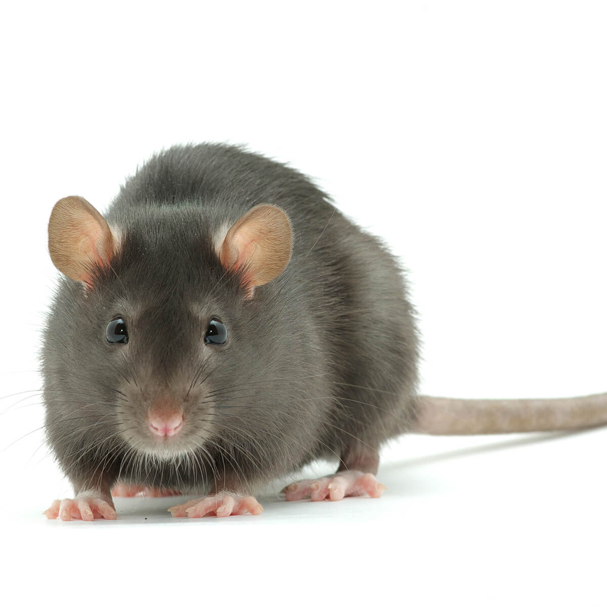 RAT