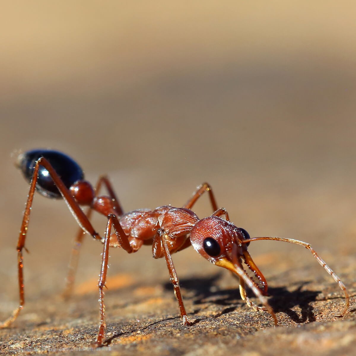 Red Ant Wings Image Photo Bigstock