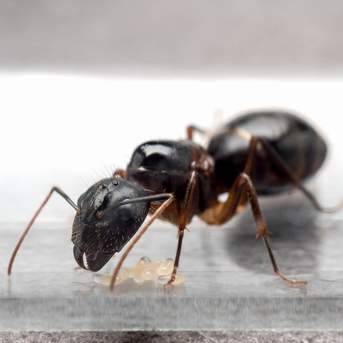 Carpenter Ant Identification Habits More Fantastic Pest Control Au