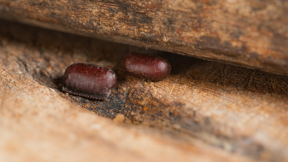 Cockroach Eggs - How to Identify and Get Rid of Them