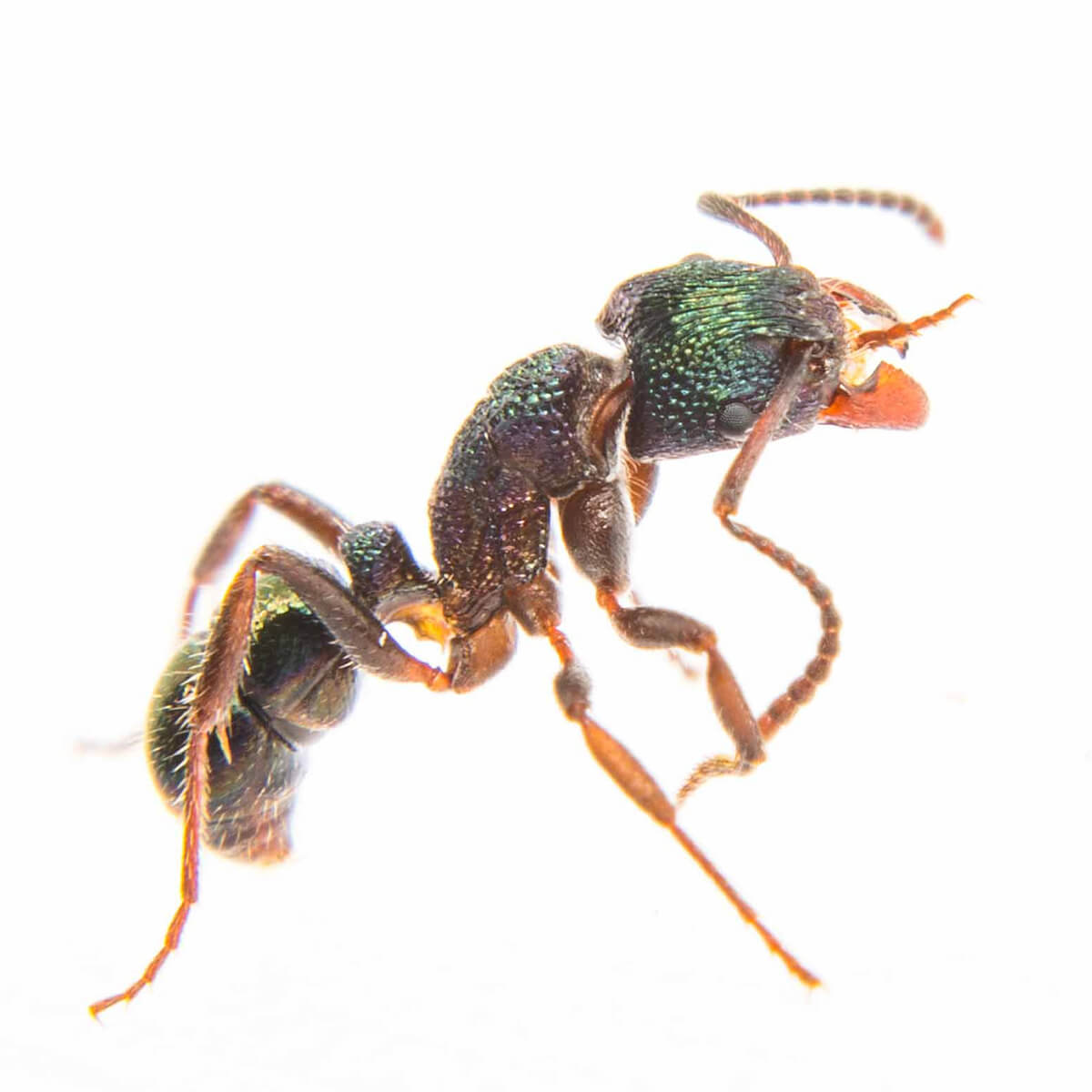 Green Ants