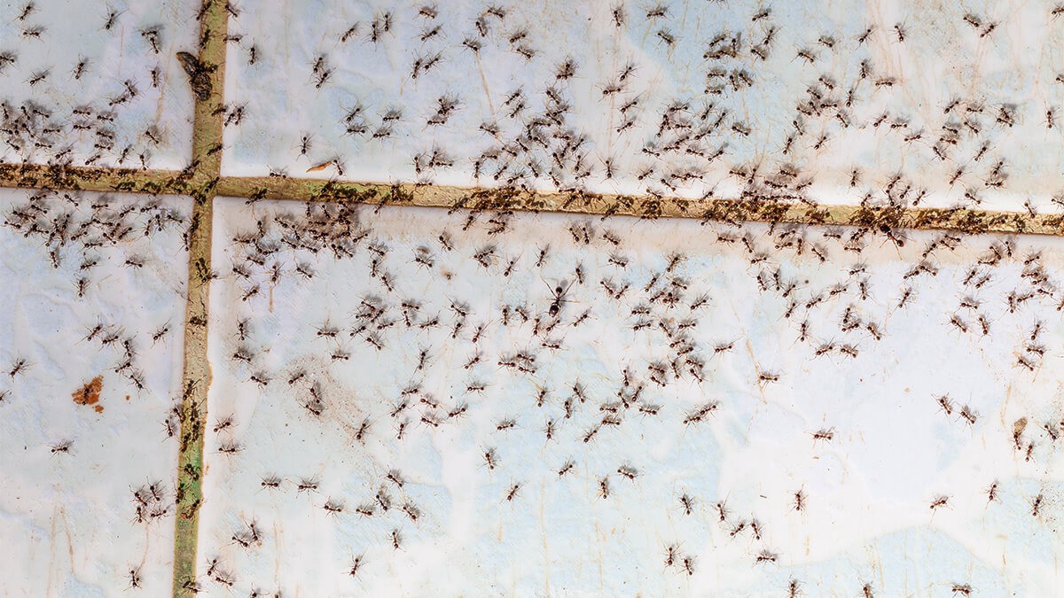 How to get rid of ants inside the home