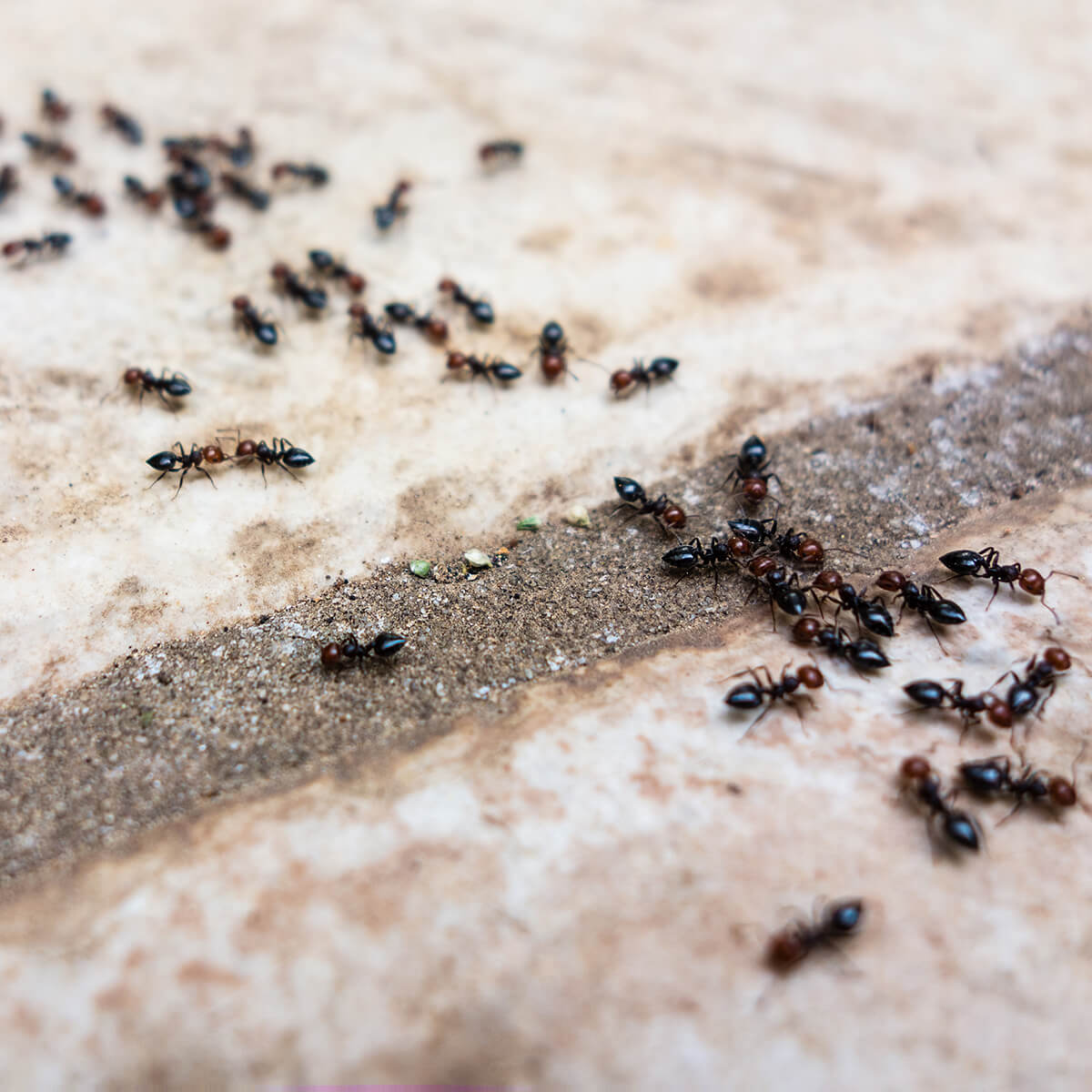 How to Get Rid of Ants Outside Featured Image