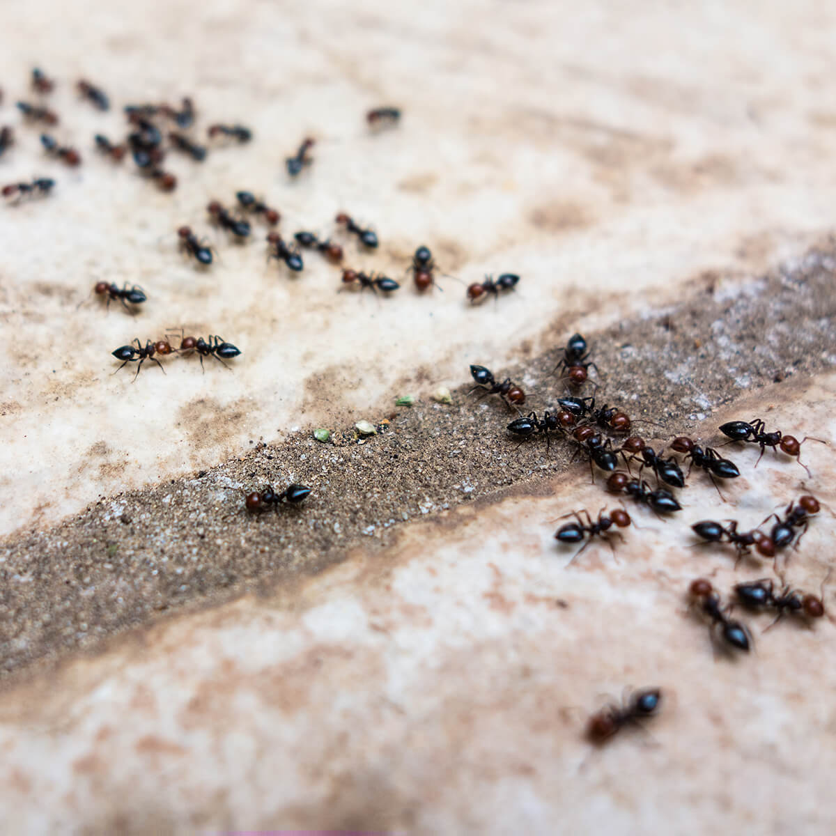 How to kill on sale ants nest