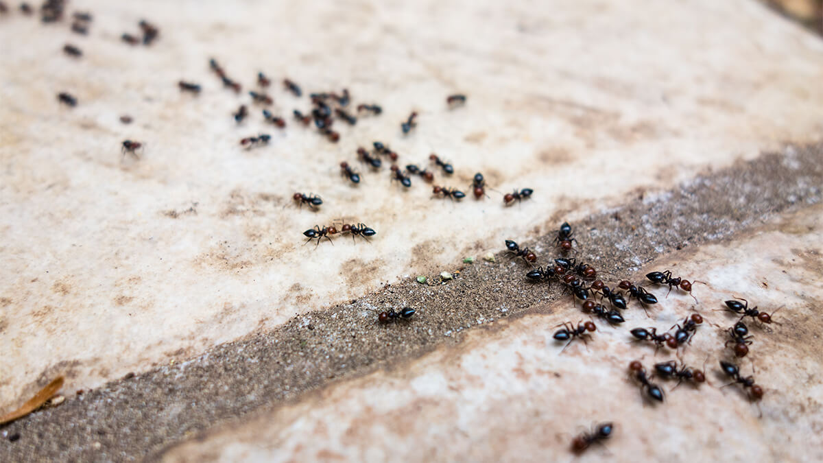 Get rid of ants outside