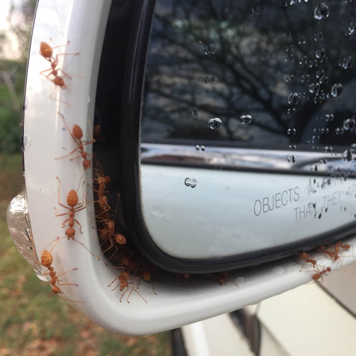 How to Get Rid of Ants in Your Car Fantastic Pest