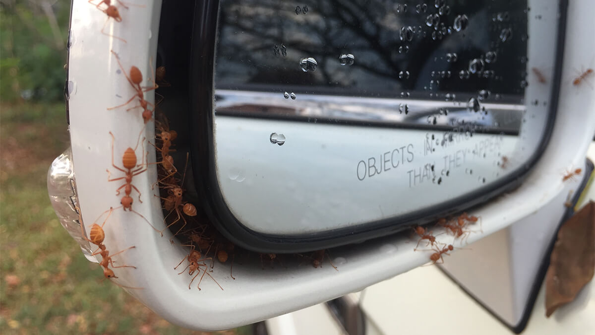 How To Get Rid Of Ants In Car Singapore