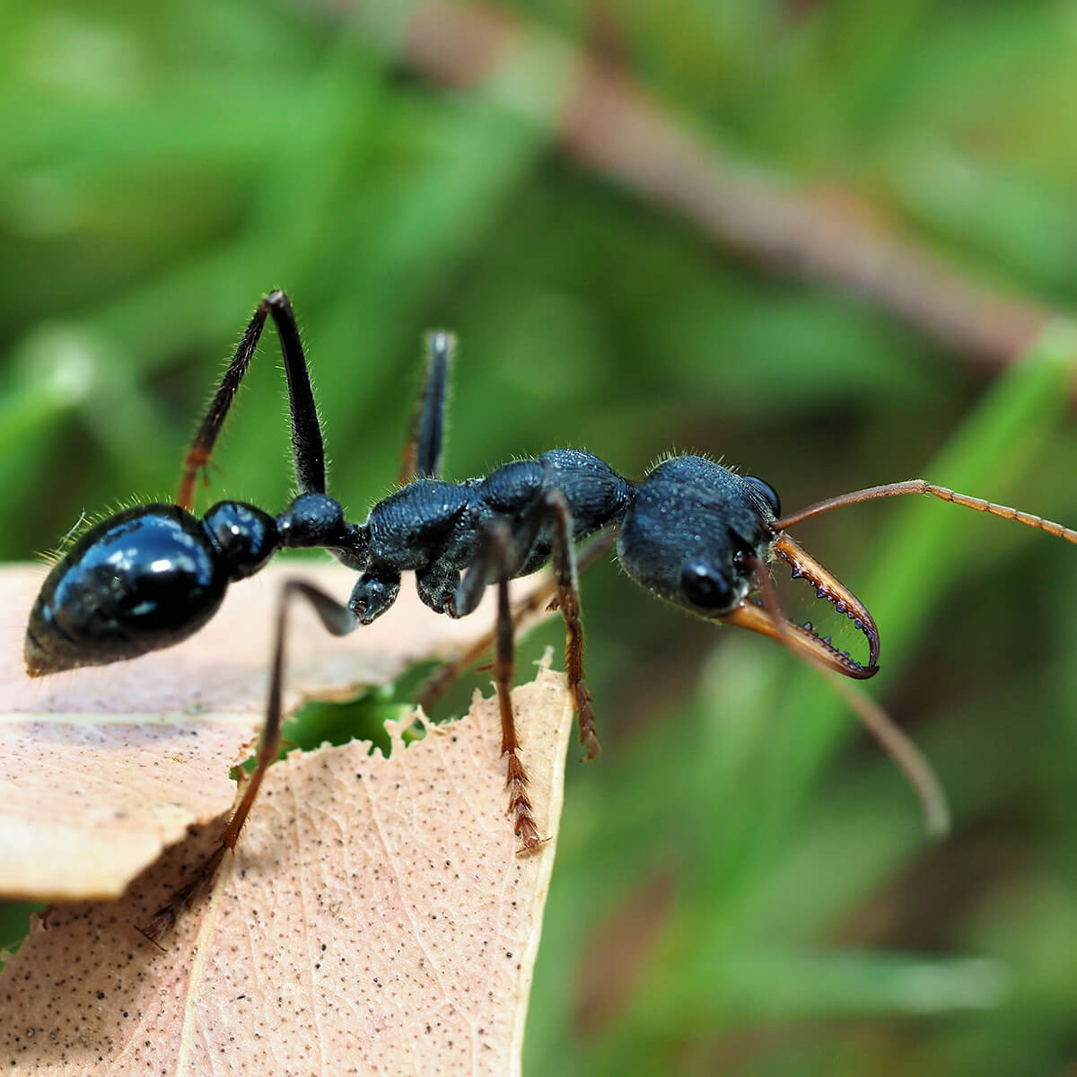 Jack-jumper ant