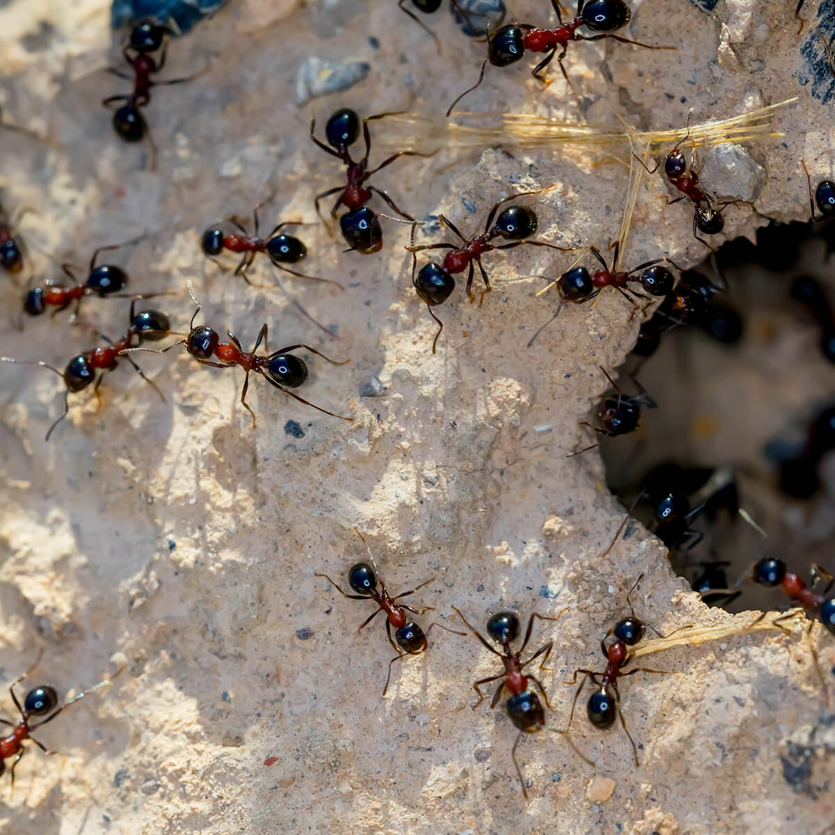 Meat ants