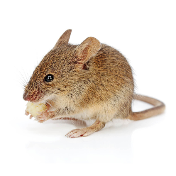 Mice control melbourne mouse