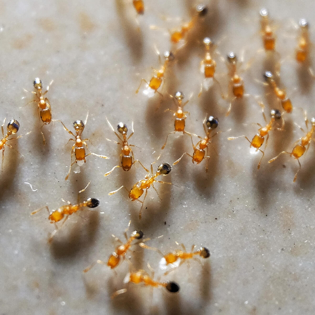 Pharaoh Ants In Australia Lifecycle Habits Fantastic Pest Control   Pharaoh Ants Featured Image 