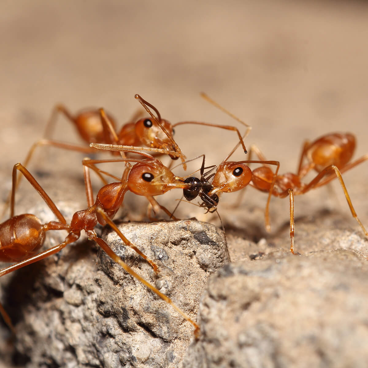 big red ants