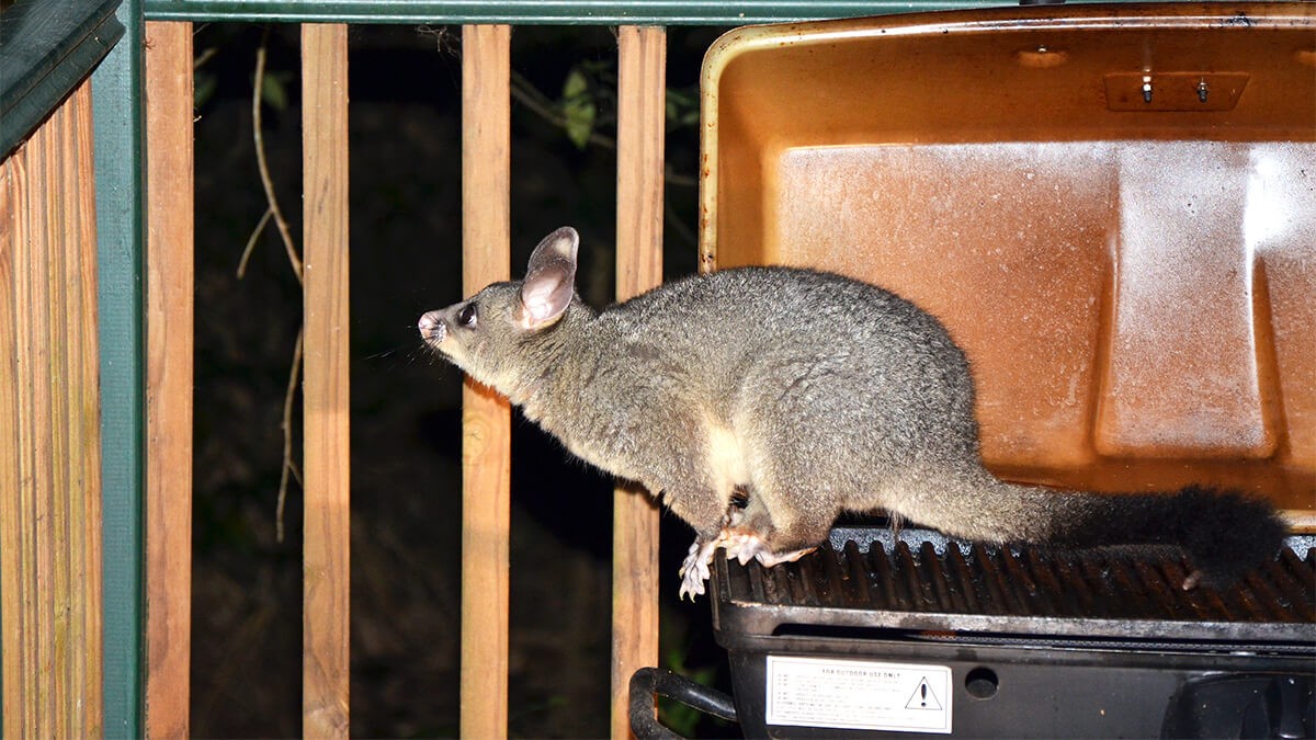 Keeping possums away