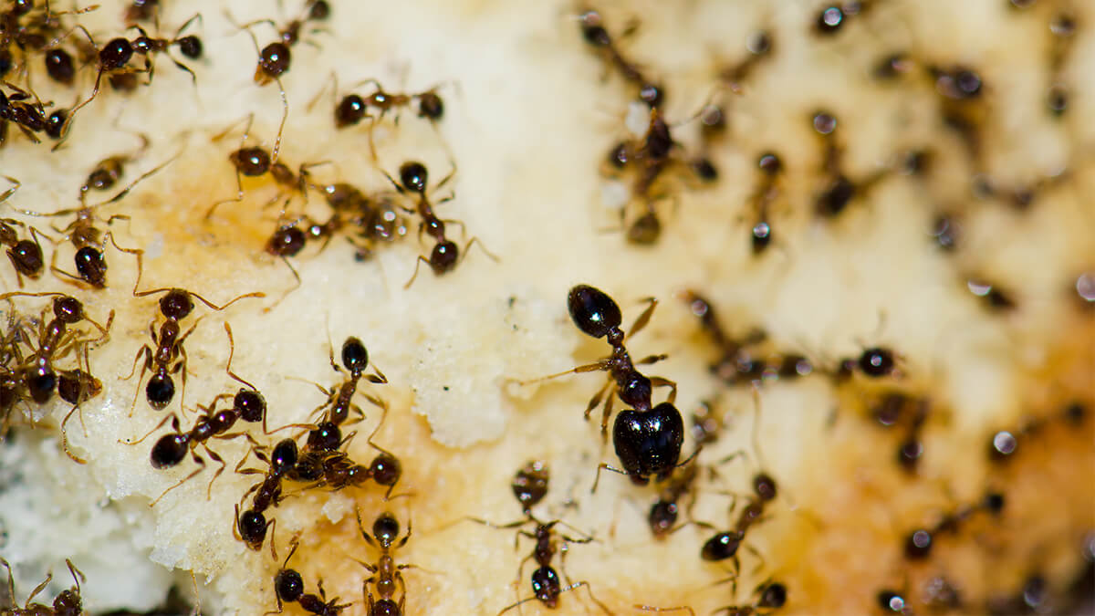 What Do Ants Eat Guide By Fantastic Pest Controllers