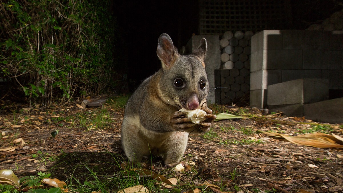 What do possums eat