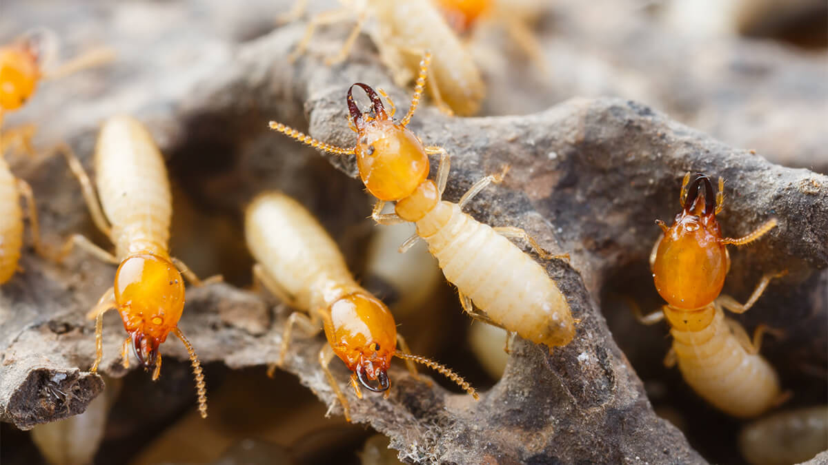 14 Fascinating Facts About Termites Fantastic Pests Control Australia